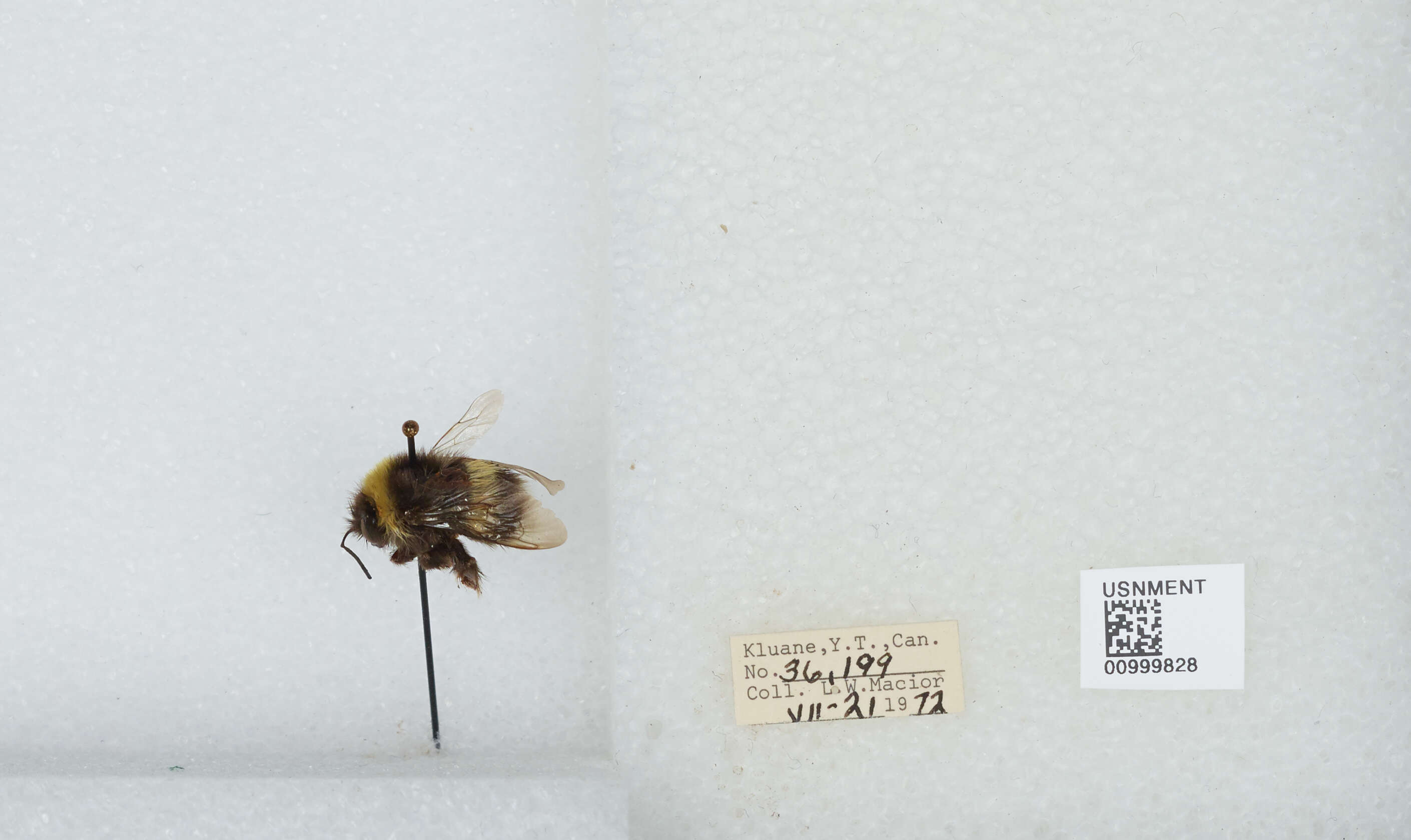 Image of White-tailed bumblebee