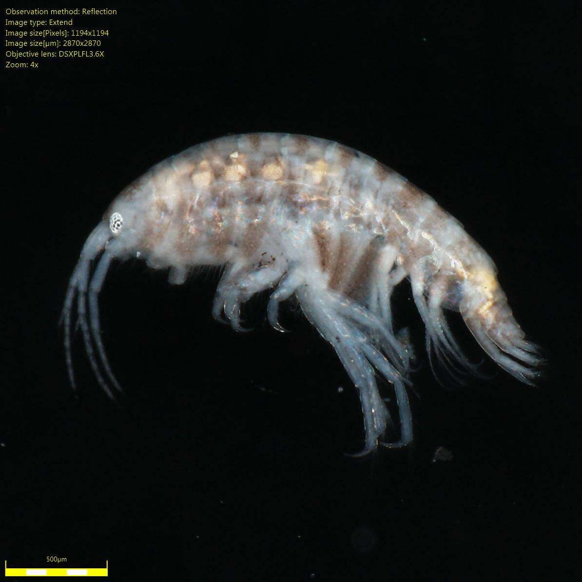 Image of Amphipoda