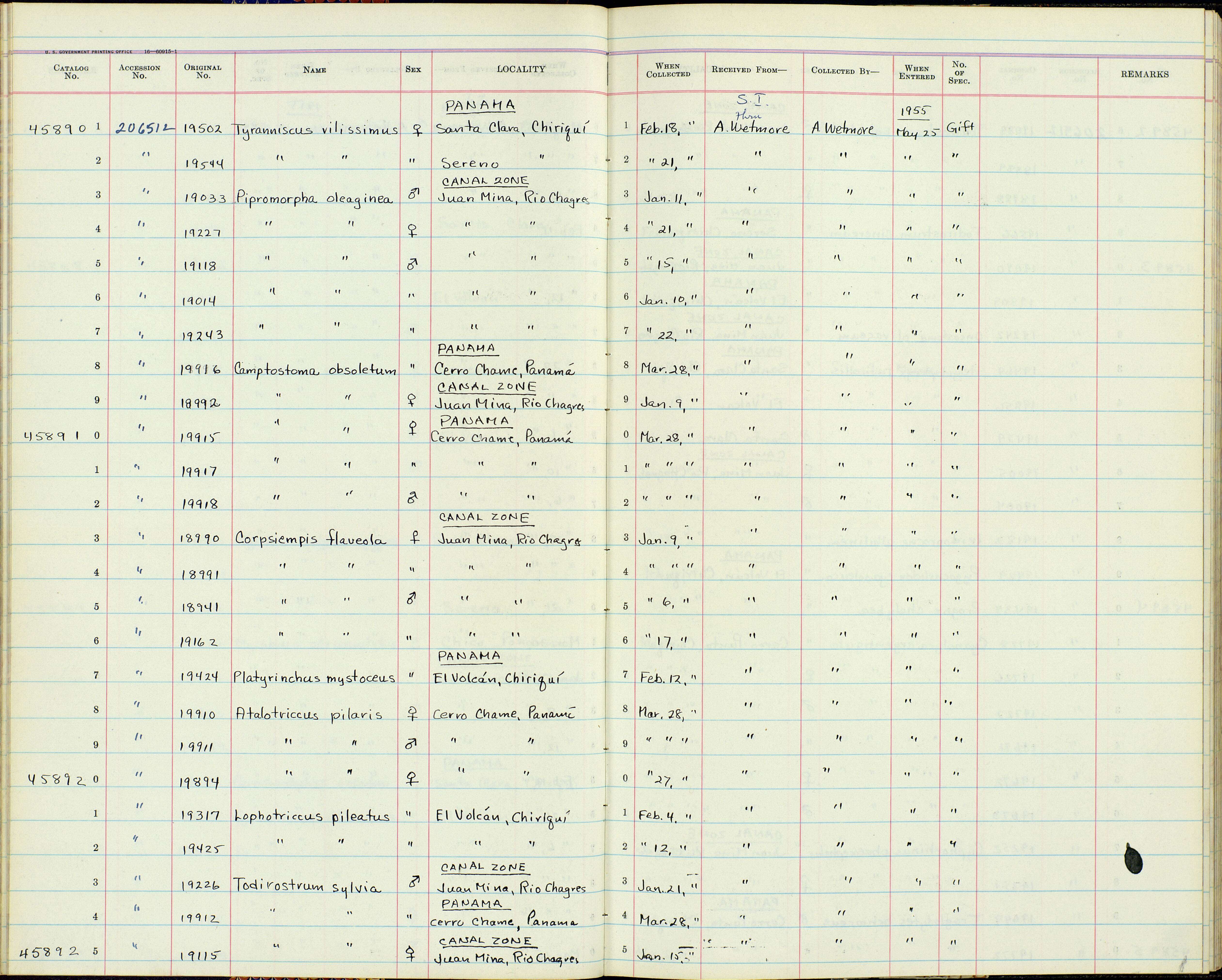 Image of Mionectes oleagineus parcus Bangs 1900