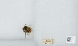 Image de Bombus sylvicola Kirby 1837