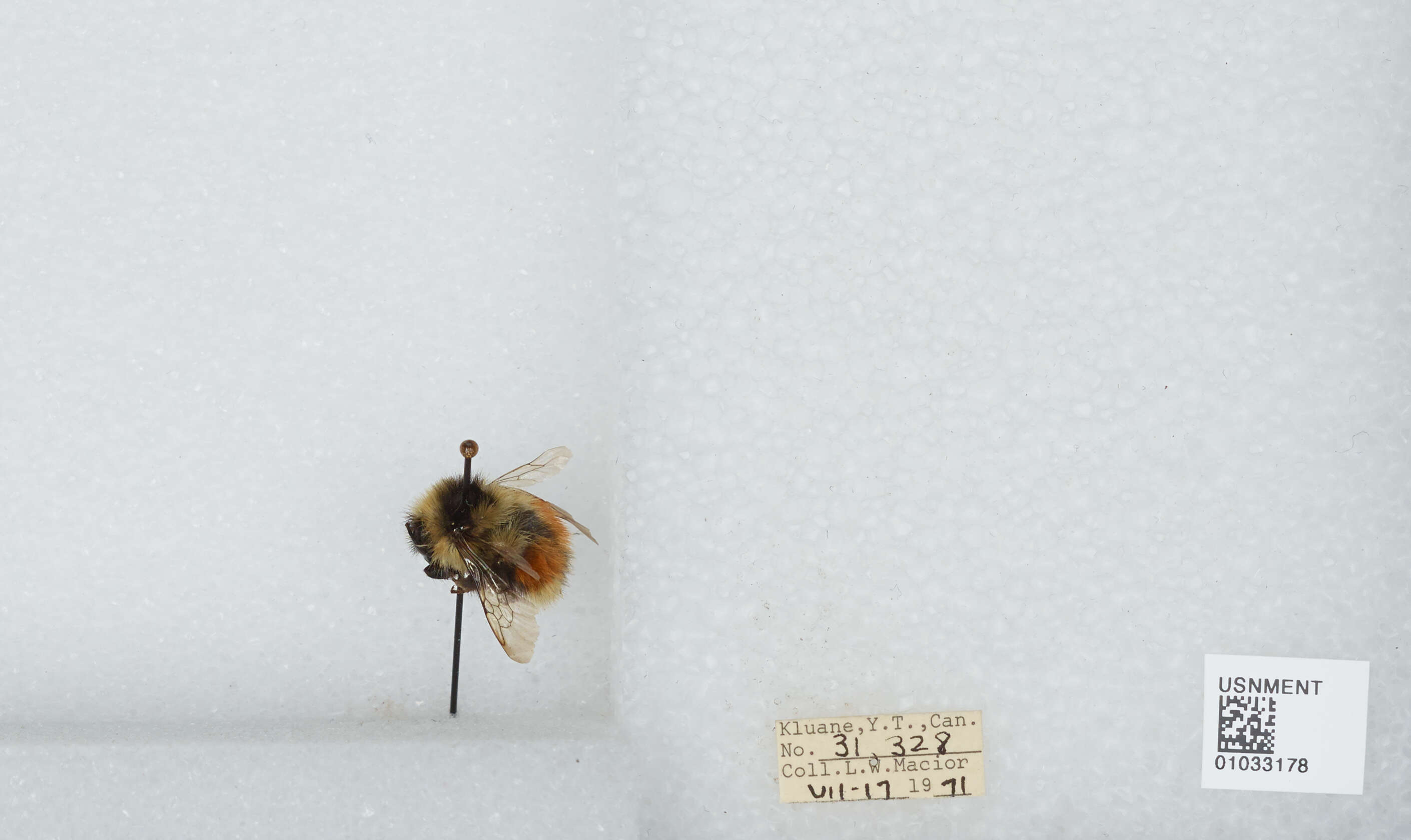 Image de Bombus sylvicola Kirby 1837