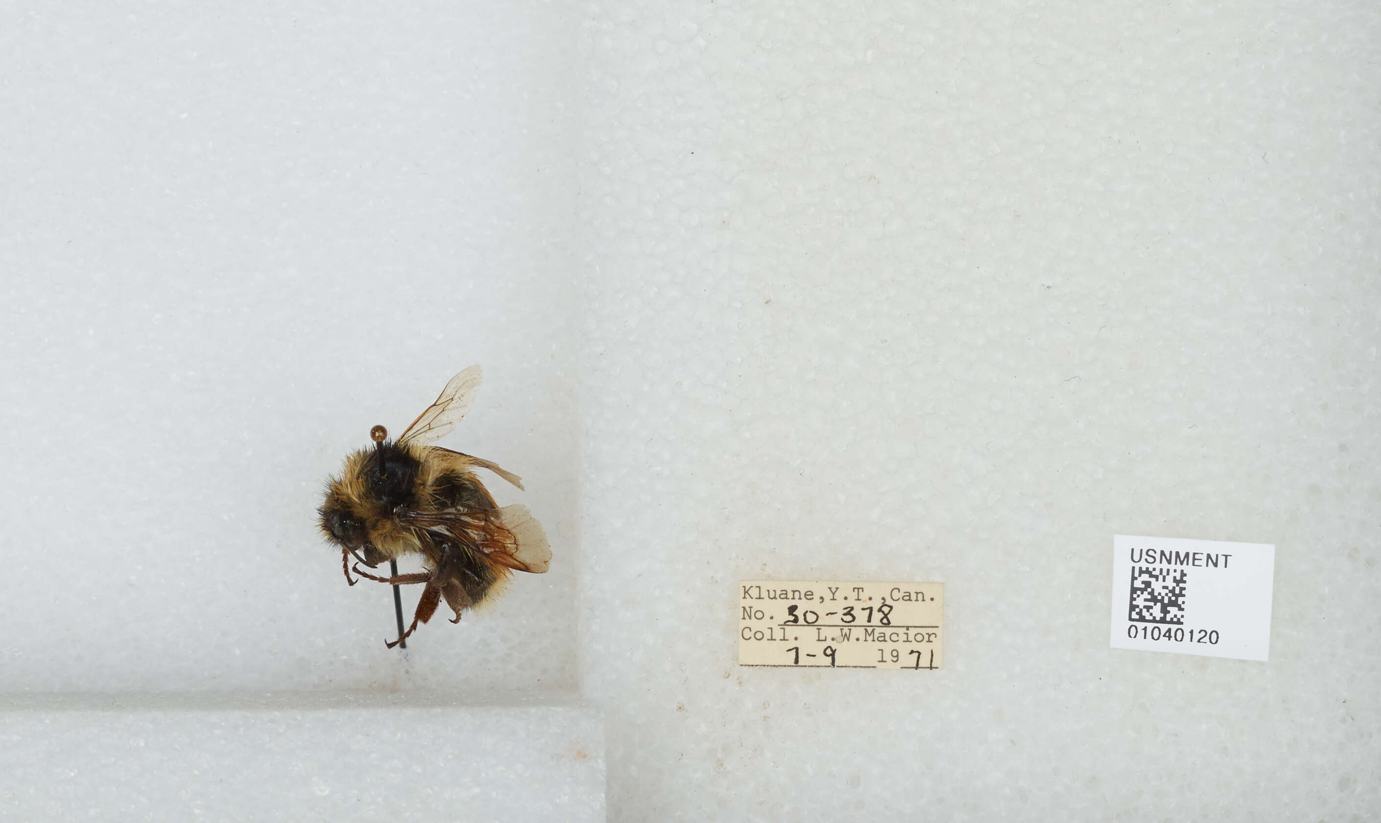 Image de Bombus sylvicola Kirby 1837