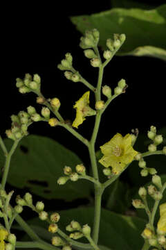 Image of Cordia dentata Poir.