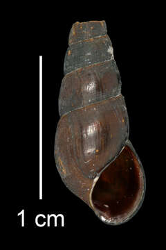 Image of Juga plicifera (I. Lea 1838)