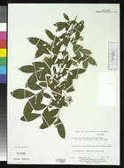 Plancia ëd Ligustrum obtusifolium Siebold & Zucc.