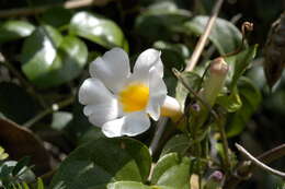 Image of flatglobe dodder