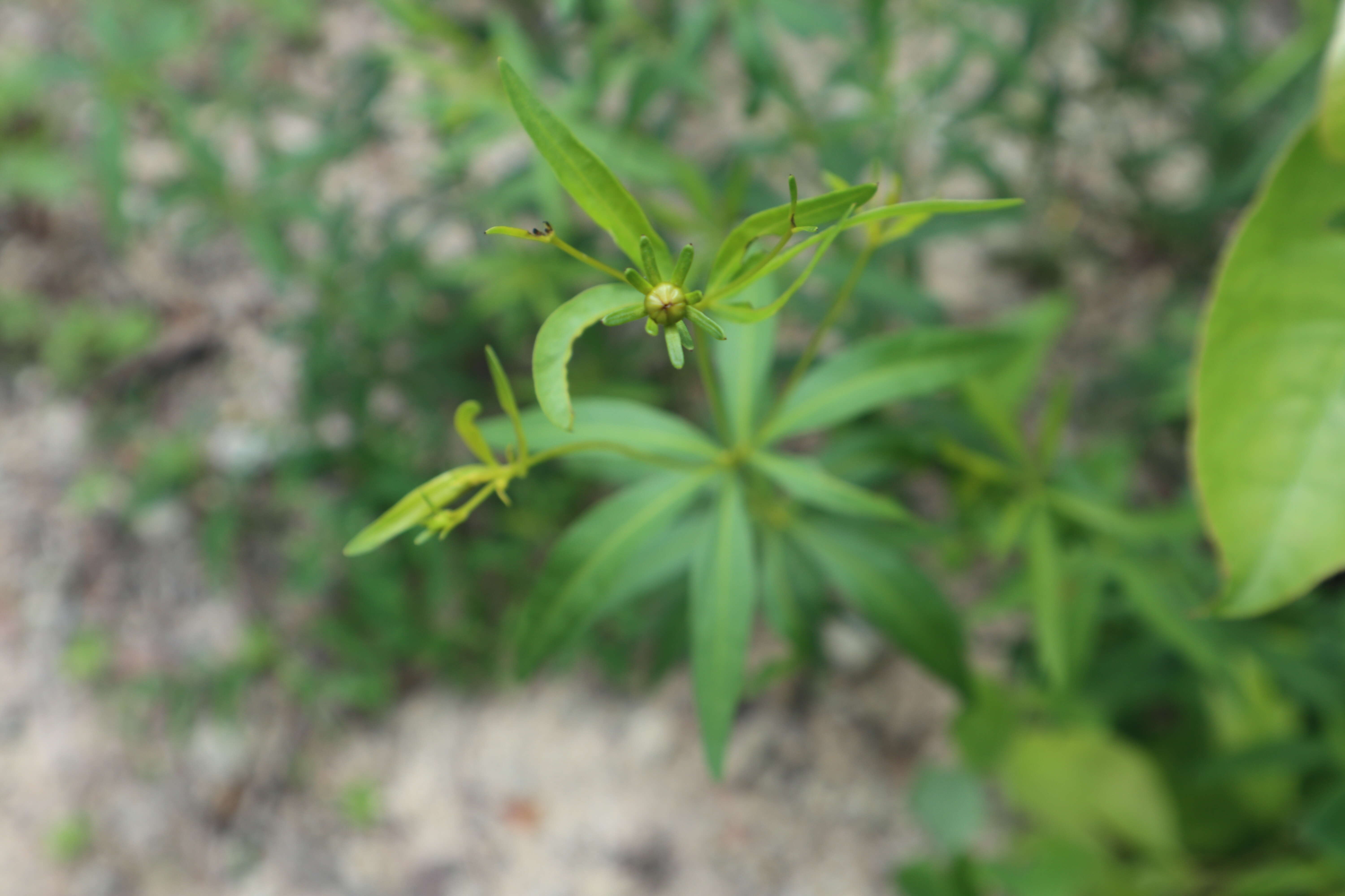 大叶金鸡菊的圖片