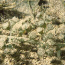 Image of Caulerpa macrodisca