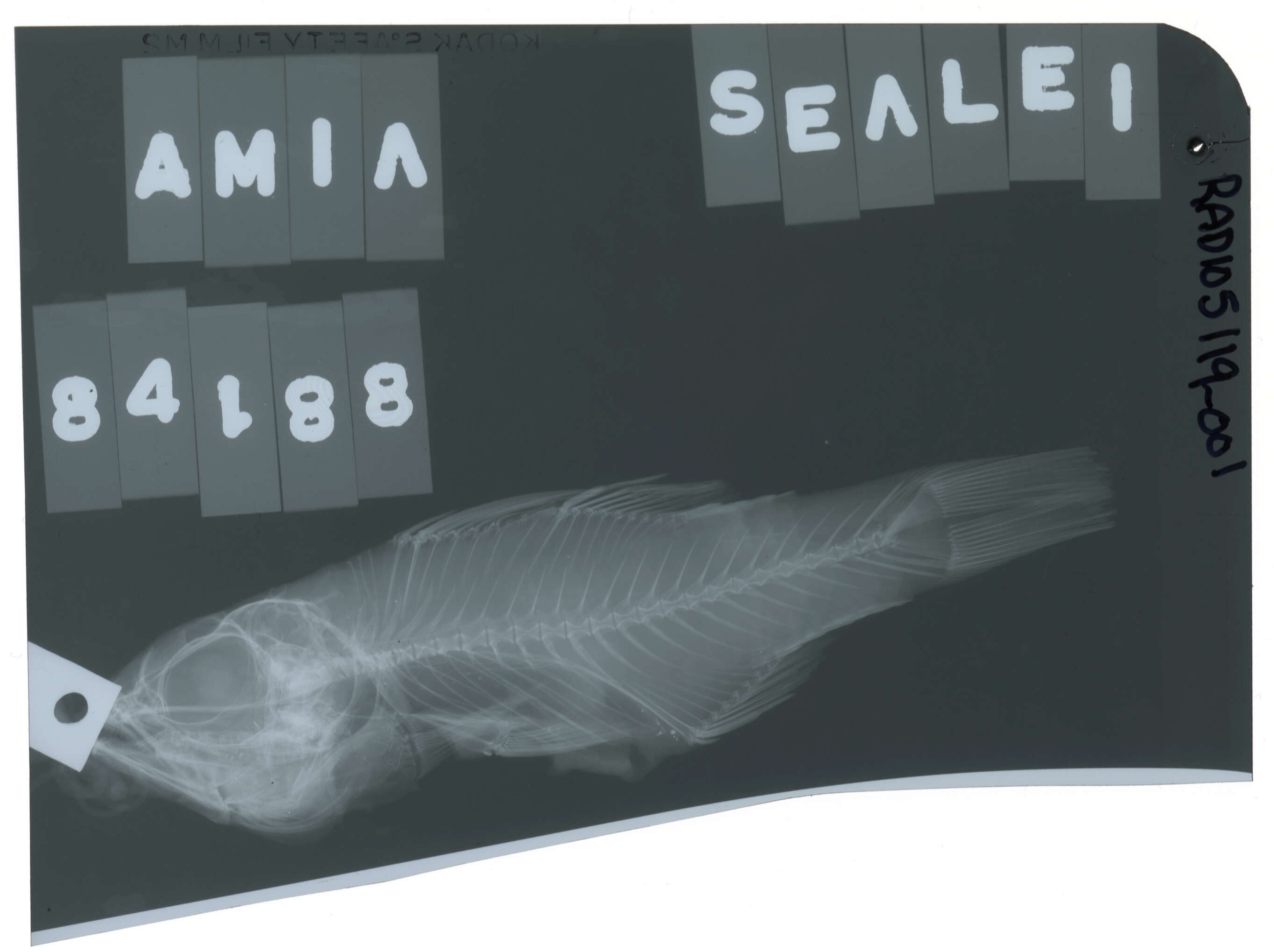 Image of Seale's cardinalfish