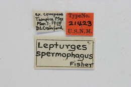 Image of Atrypanius spermophagus (Fisher 1918)