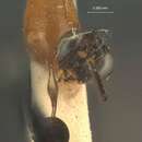 صورة Pristomerus chinensis Ashmead 1906