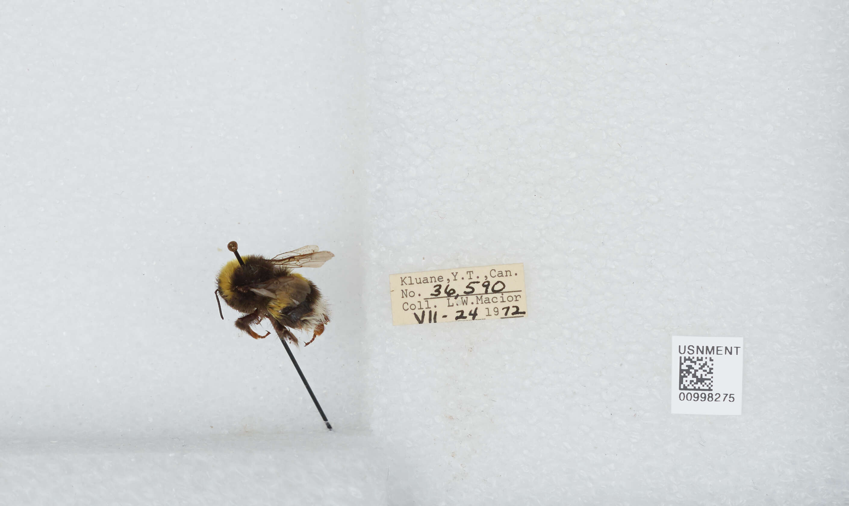 Image of White-tailed bumblebee