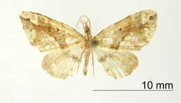 Image of Psaliodes exuberans Dognin 1911