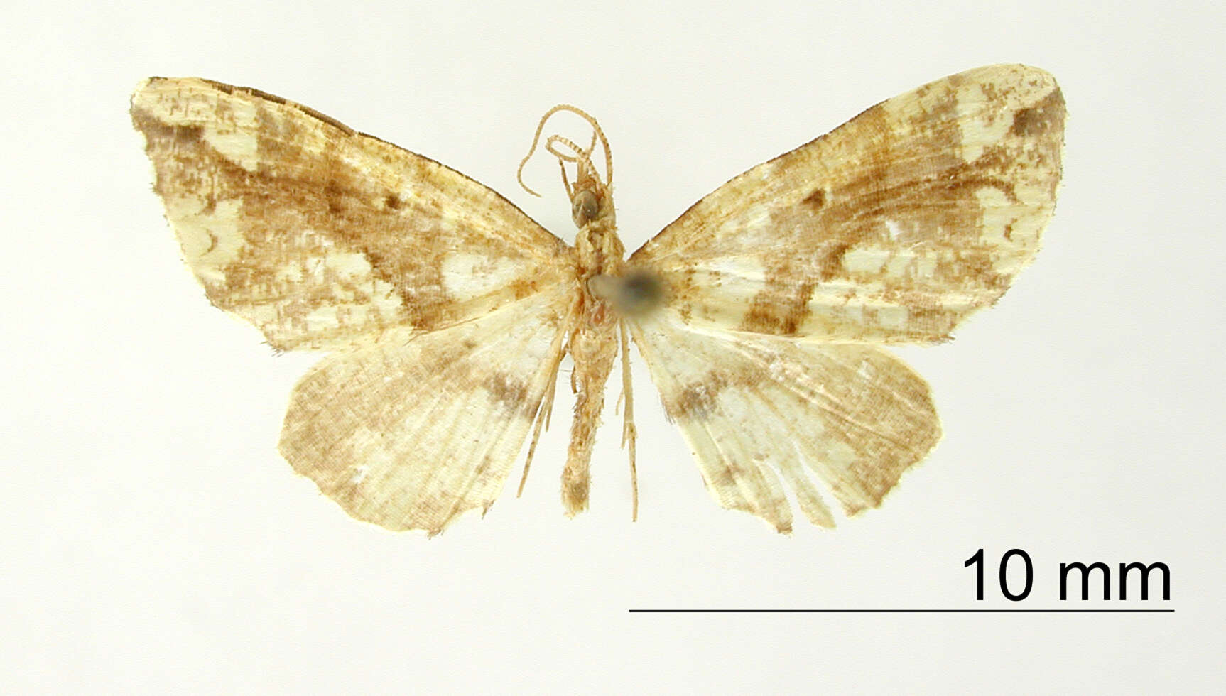 Image of Psaliodes exuberans Dognin 1911