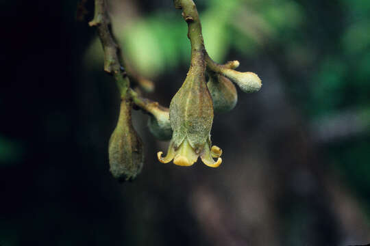 صورة Juanulloa ferruginea Cuatrec.