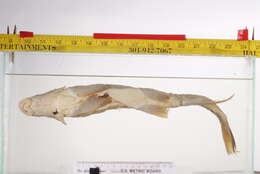Image of Largescale Sucker