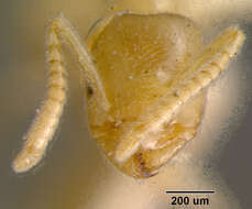 Image of Bothriomyrmex meridionalis (Roger 1863)