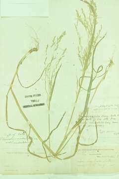 Image of New Mexico bluegrass