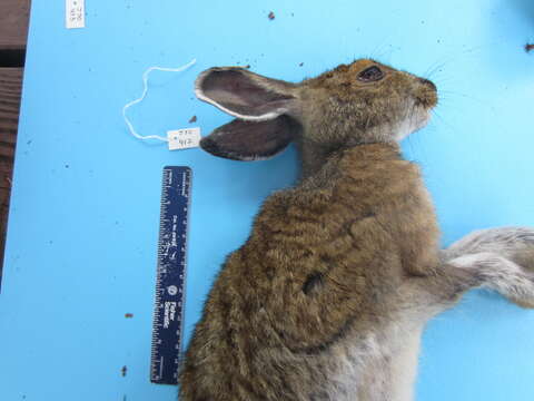 Image of Lepus americanus americanus Erxleben 1777