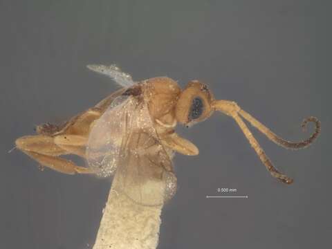 Image of Anomopterus fasciipennis Rohwer