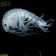 Image of Amphipoda