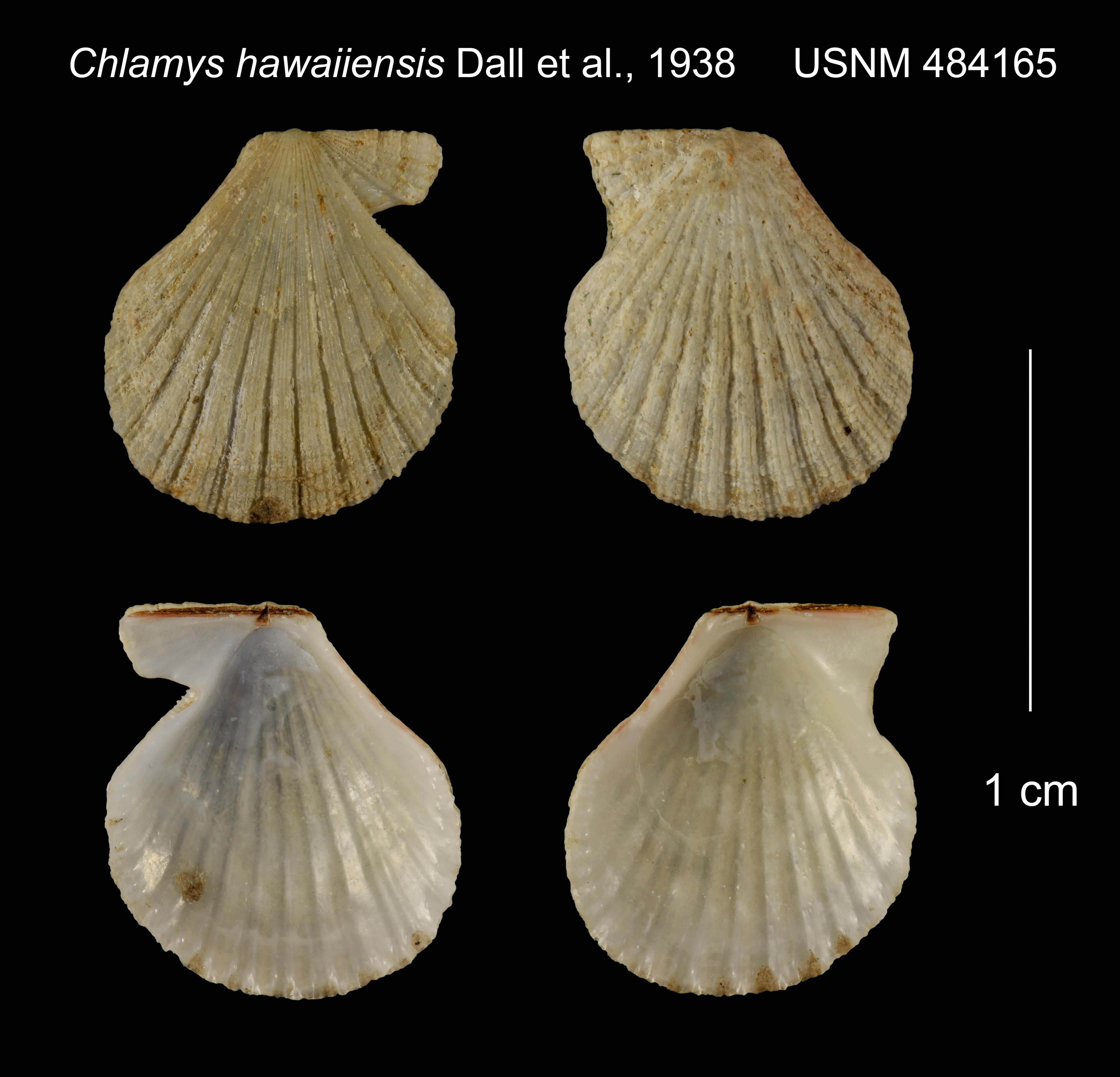 Image of <i>Pascahinnites coruscans hawaiensis</i> (Dall, Bartsch & Rehder 1938)