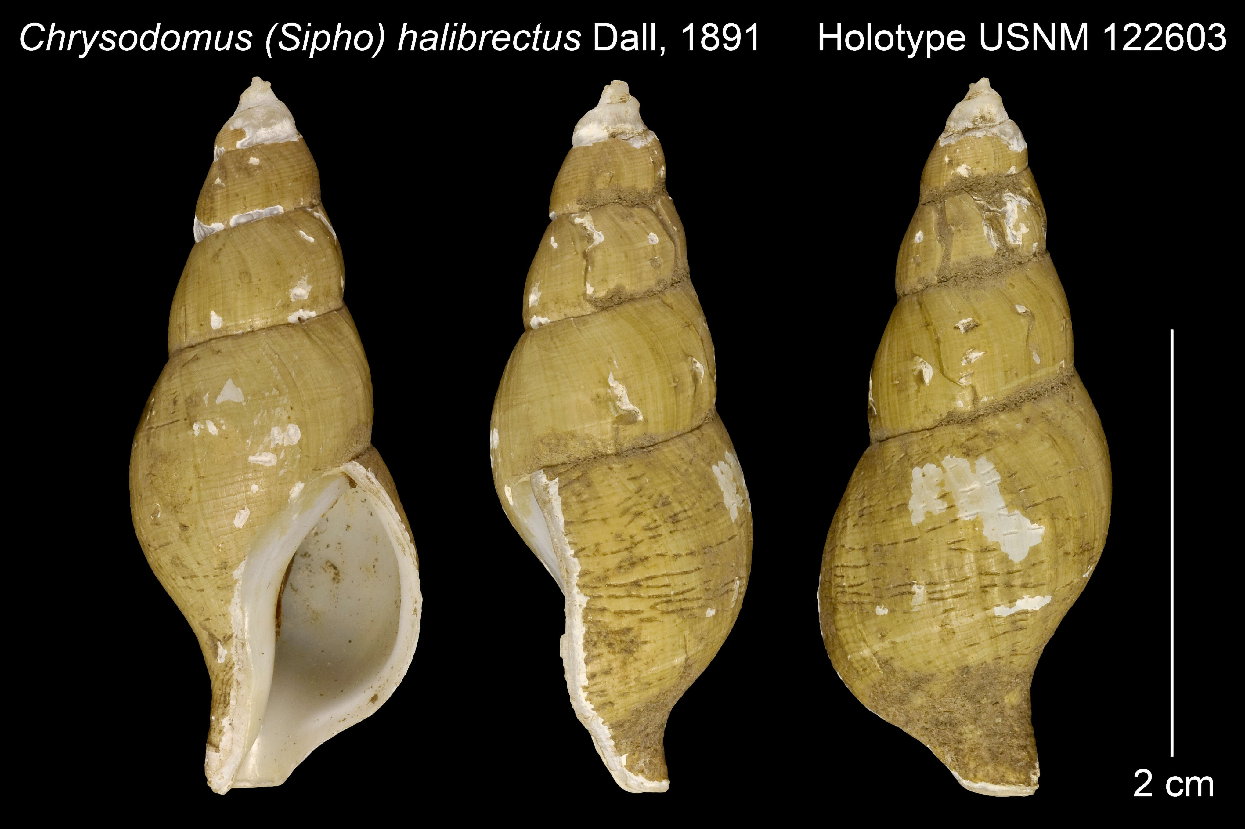 Image of Latisipho halibrectus (Dall 1891)