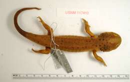 Image of Plateau Tiger Salamander