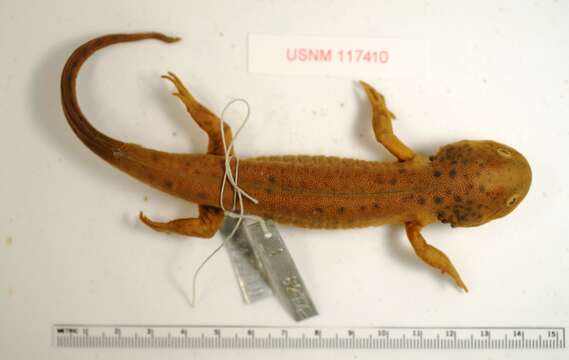 Image of Plateau Tiger Salamander