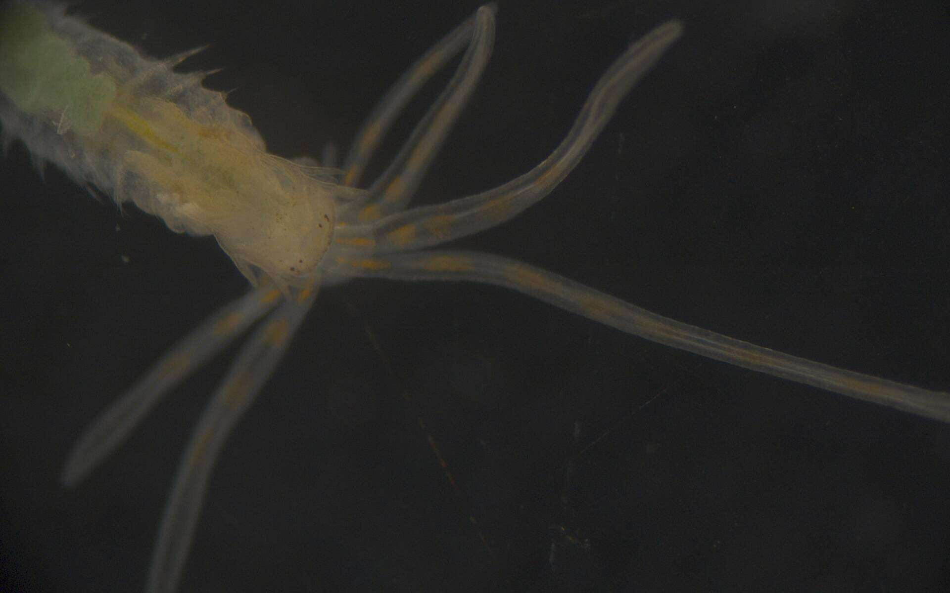 Image of Terebellidae