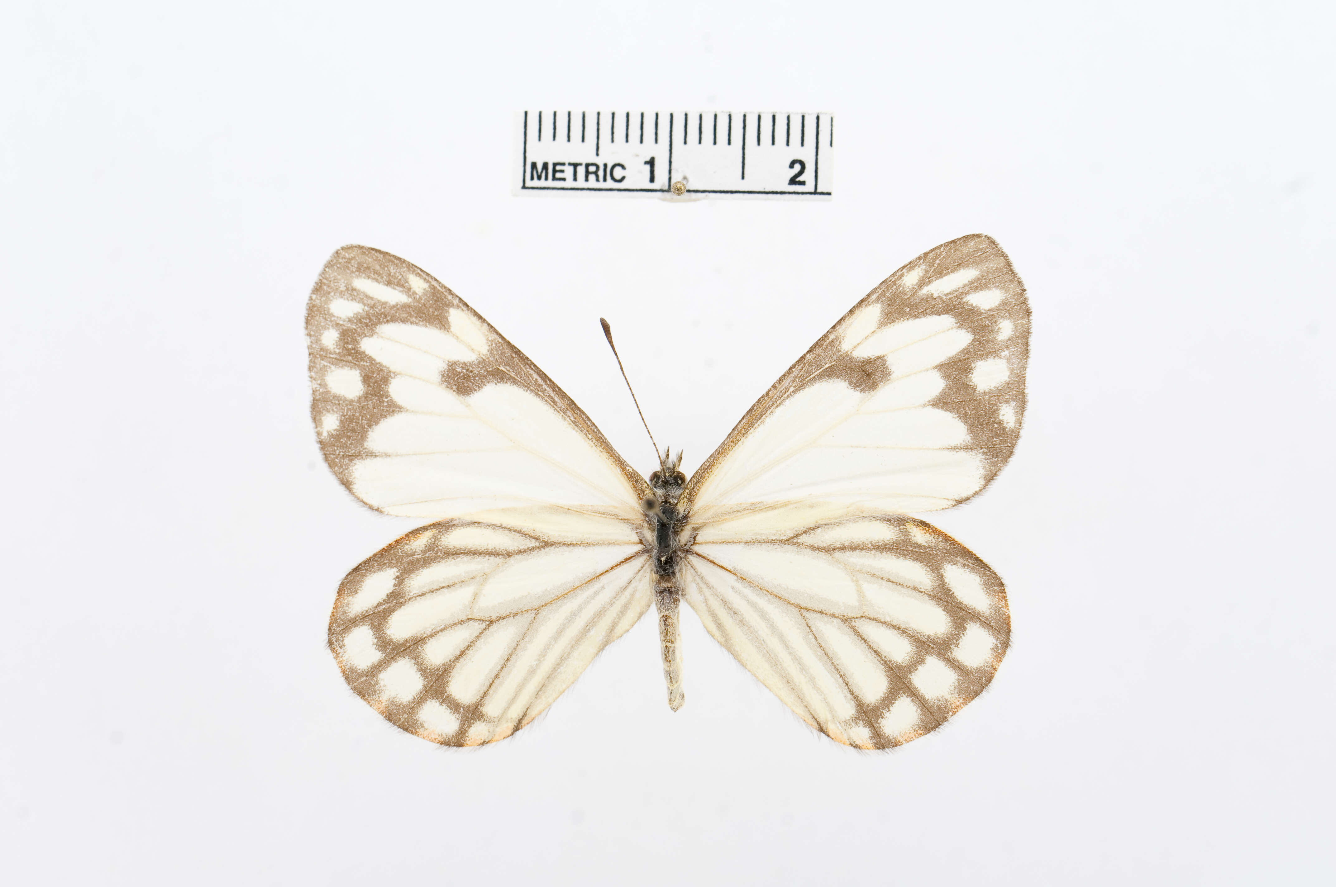 Image of Pine White