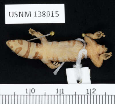 Image of Sphaerodactylus Wagler 1830