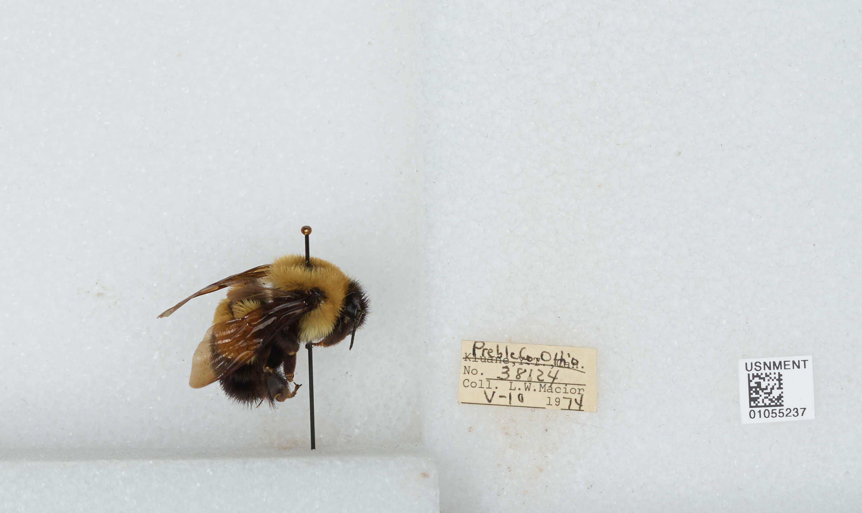 Слика од Bombus affinis Cresson 1864