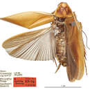 Image of Xestoblatta potrix Gurney 1939