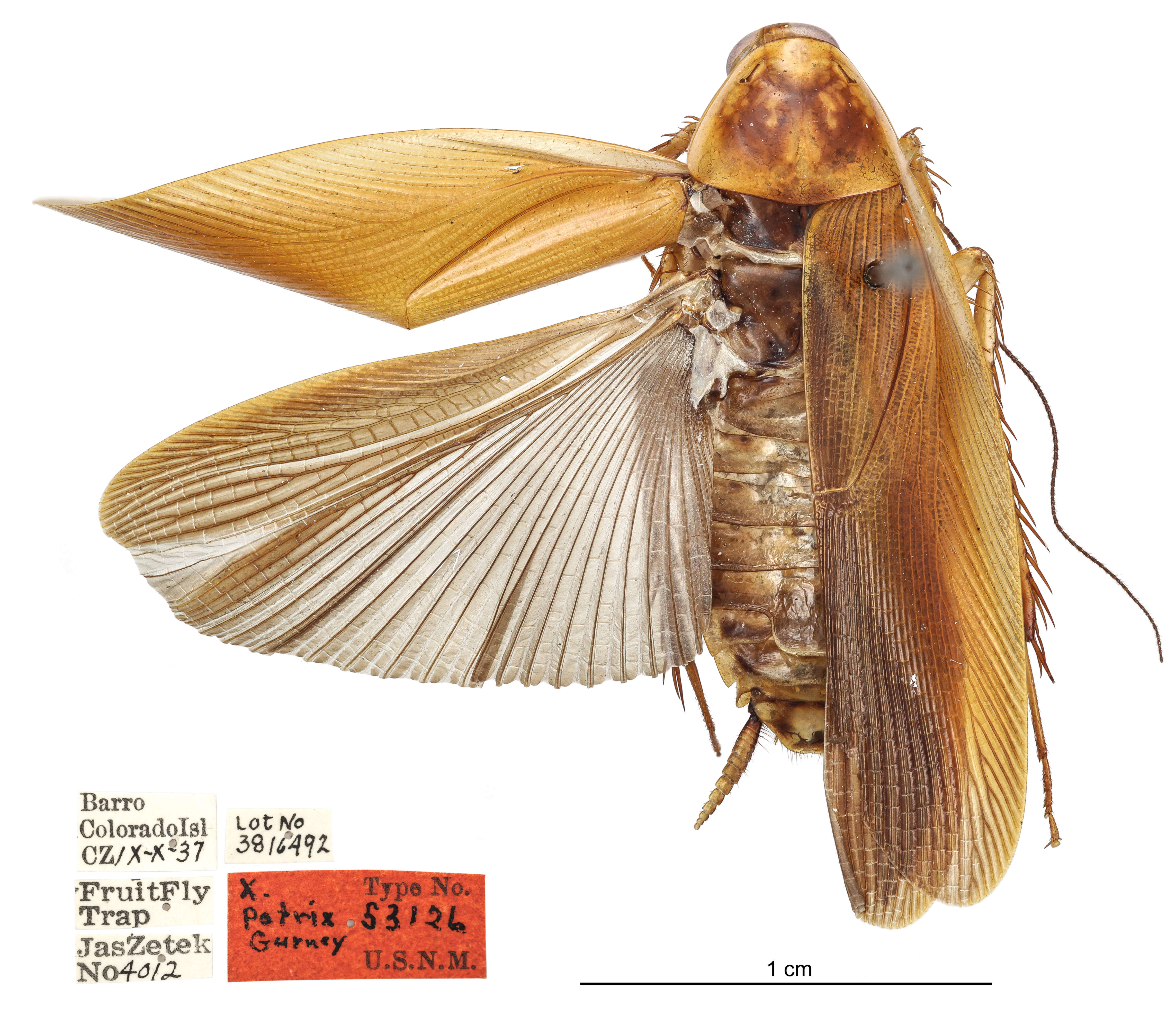 Xestoblatta potrix Gurney 1939 resmi