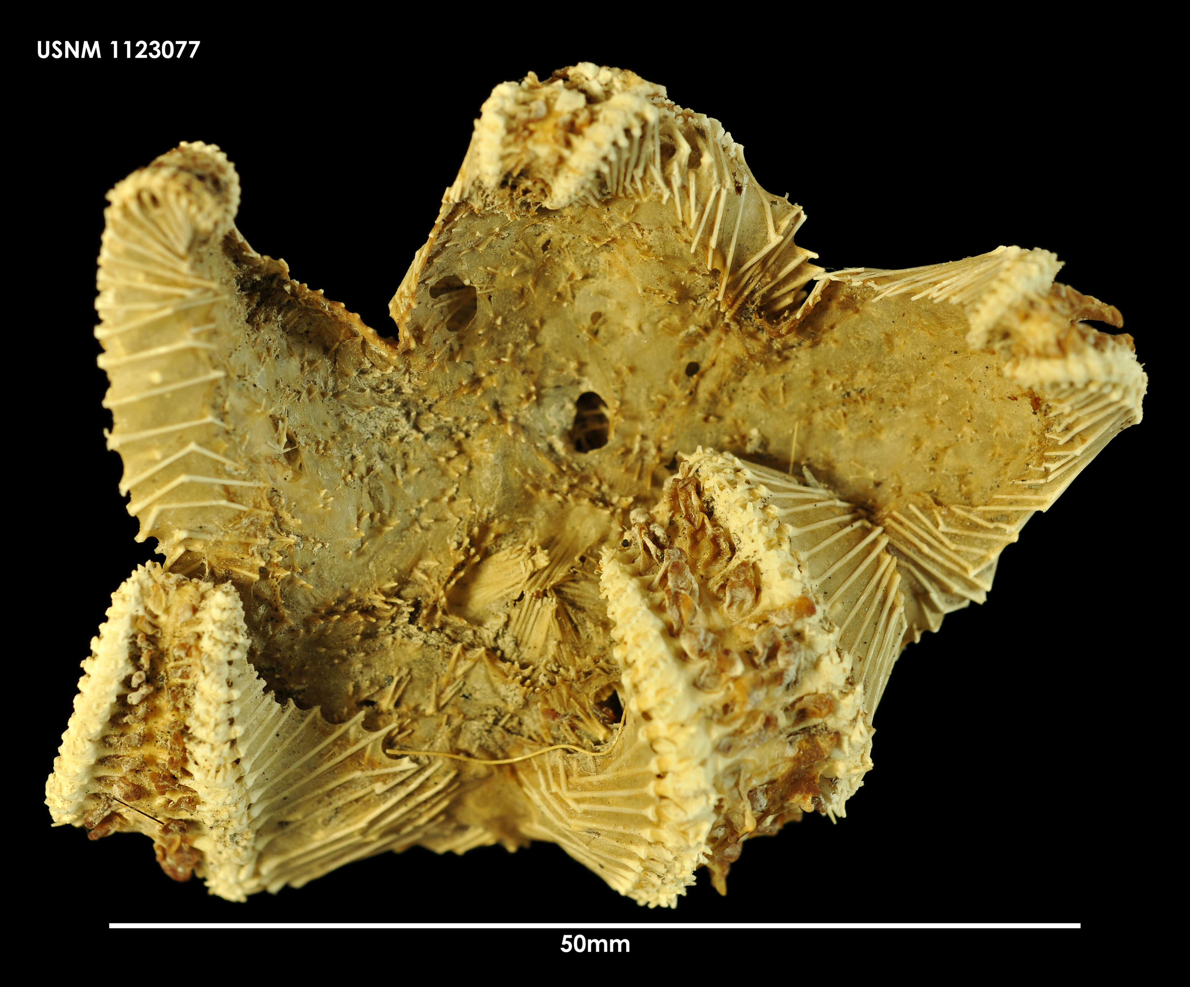 Hymenaster densus Koehler 1908 resmi