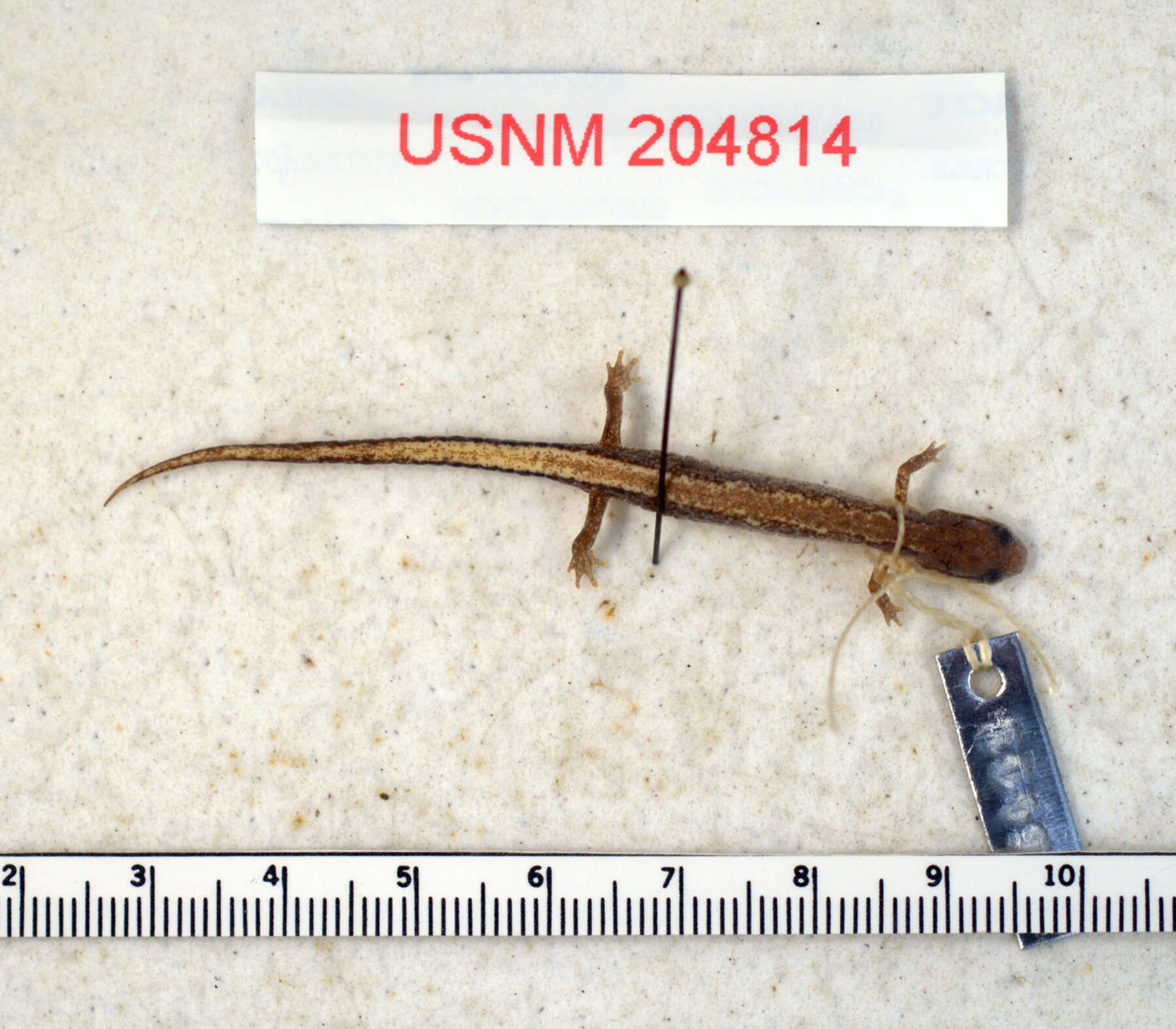 Image of Webster's Salamander