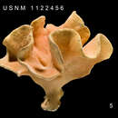 Image of Cyclohelia lamellata Cairns 1991