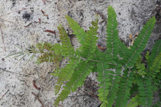 Image of clusterspike false indigo