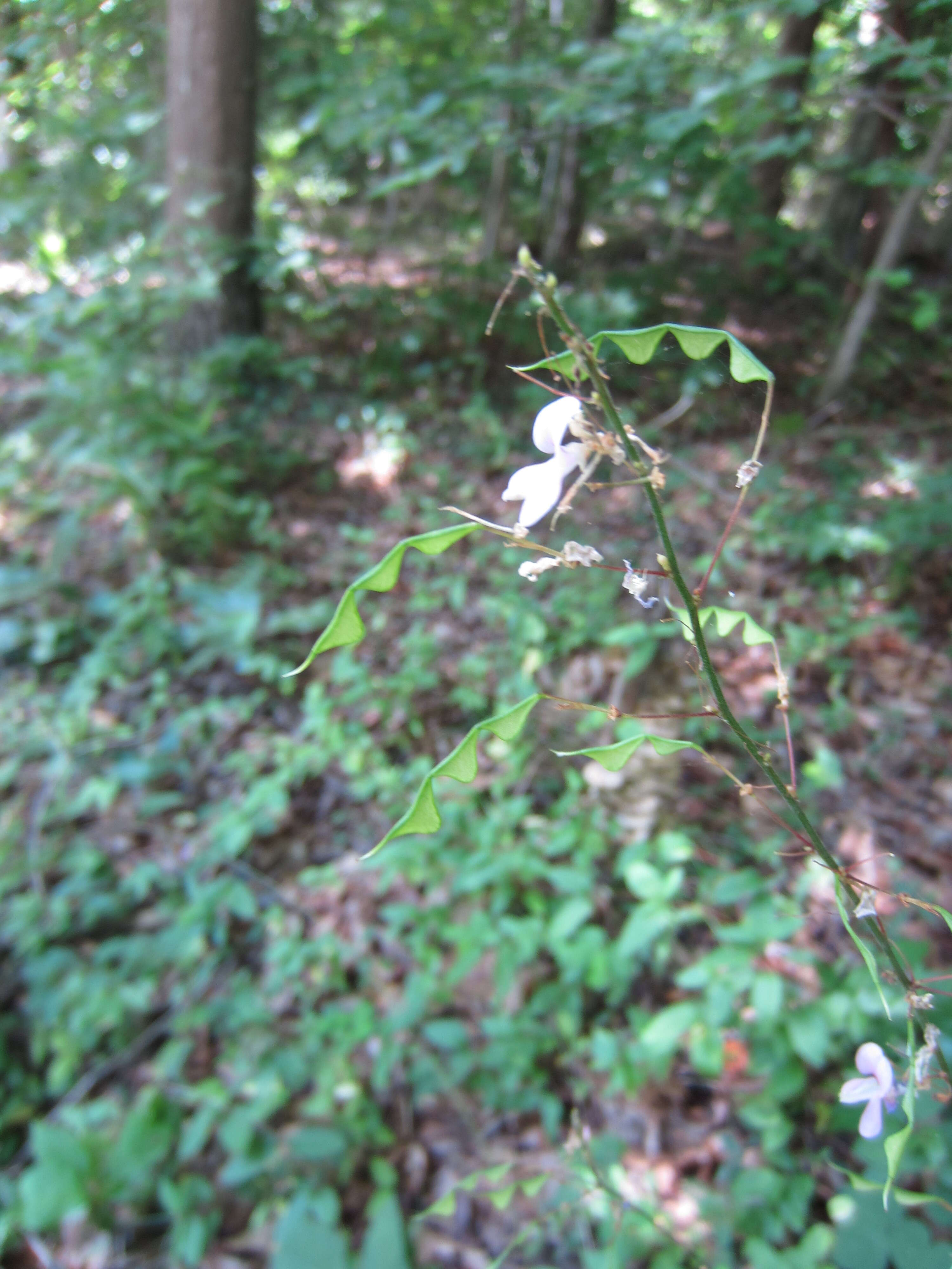 Image of <i>Hylodesmum nudiflorum</i>