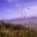 Image of Ptilagrostis Griseb.