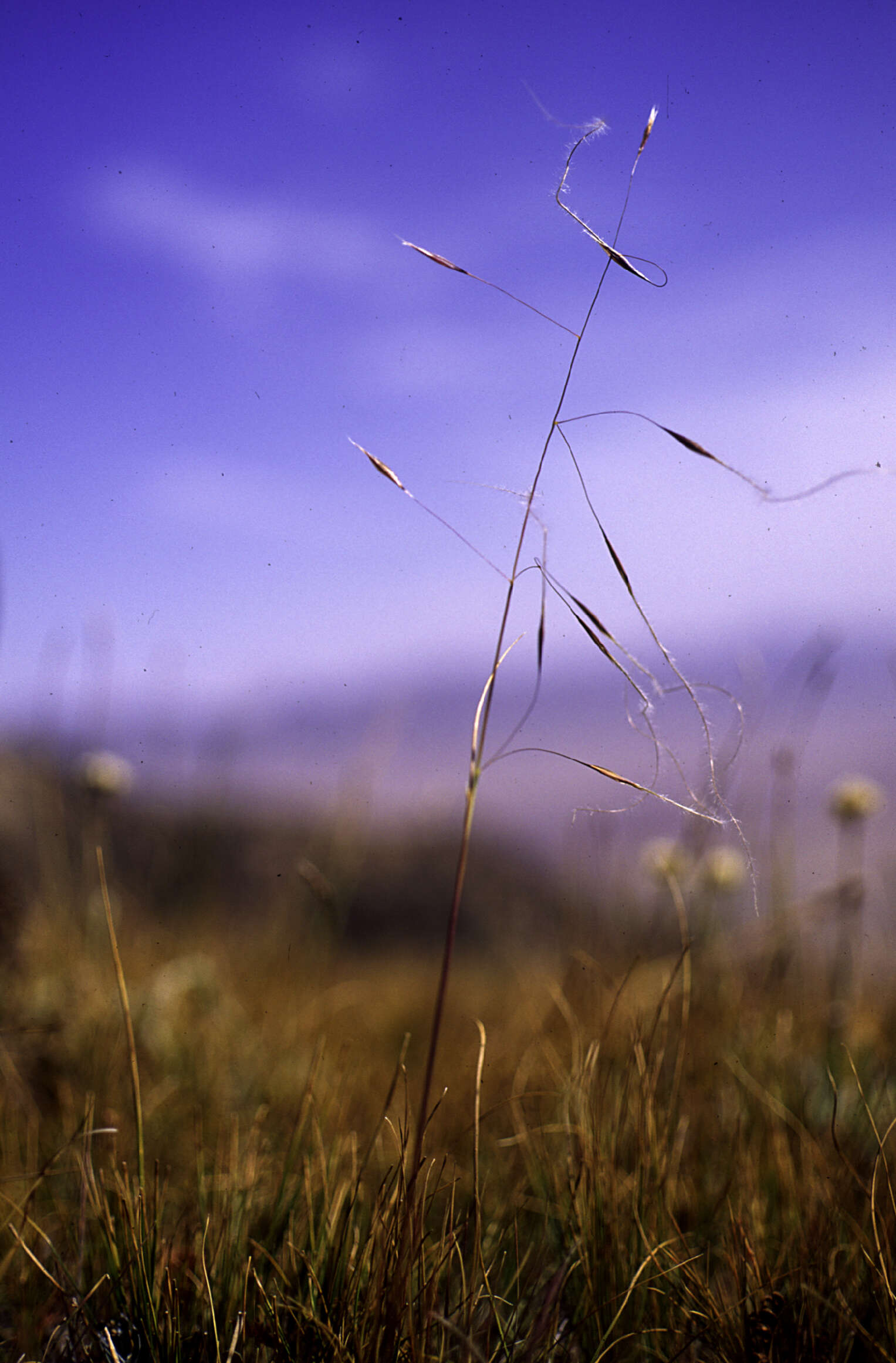 Image of Ptilagrostis Griseb.