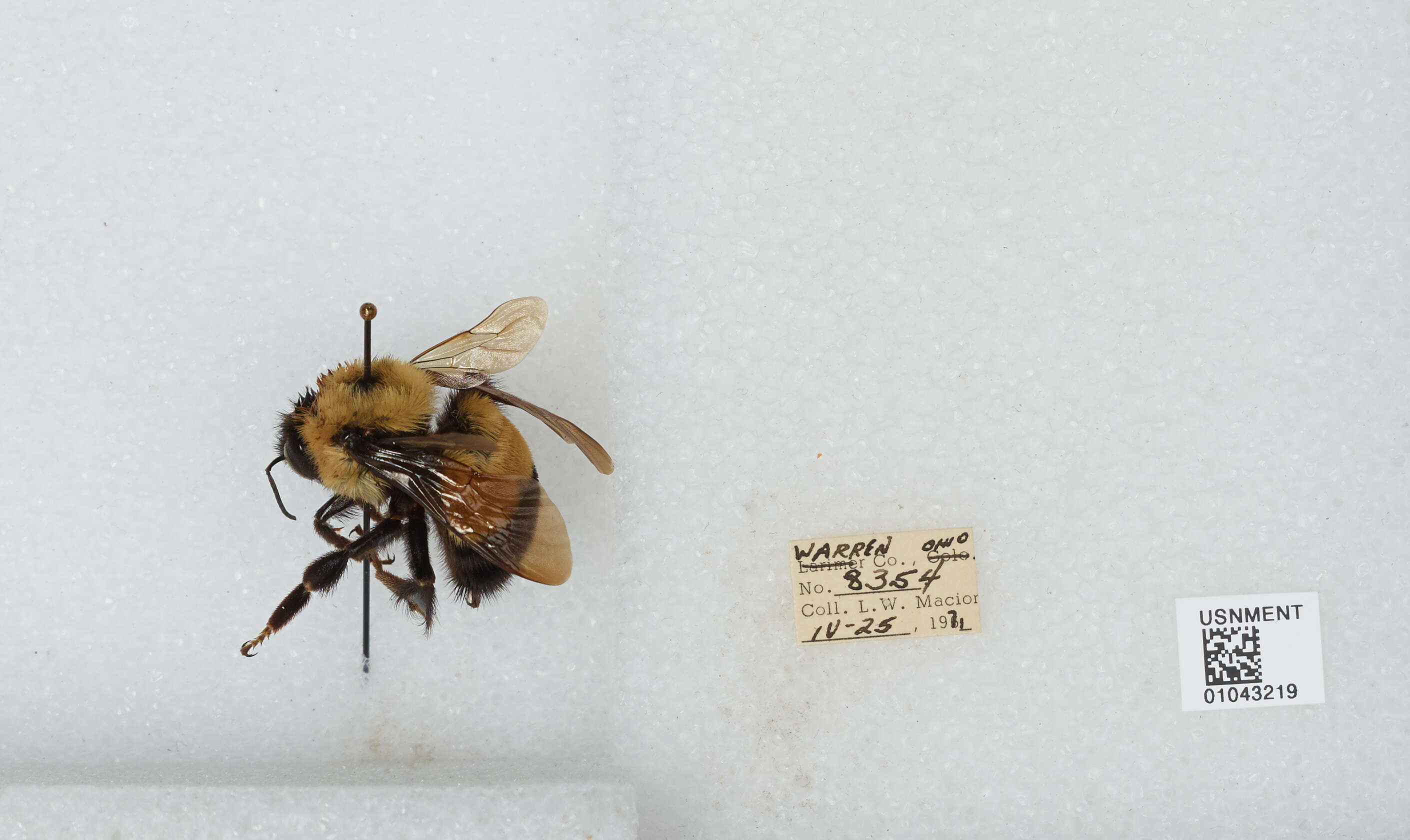 Слика од Bombus affinis Cresson 1864