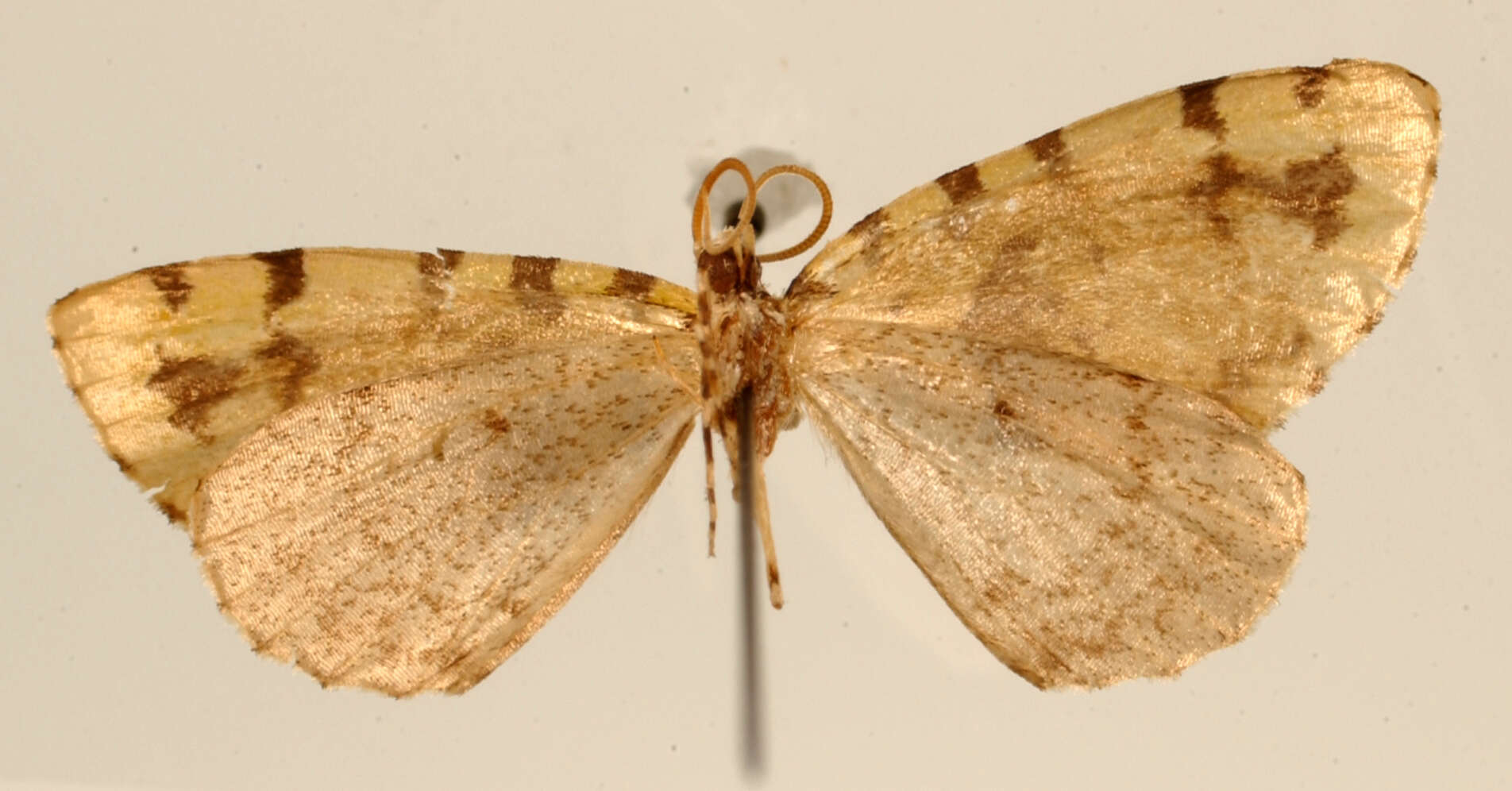 Image of Hydriomena prisca Schaus 1922