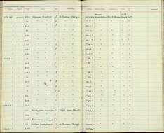 Image de Elaenia chiriquensis chiriquensis Lawrence 1865