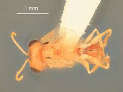 Image of Microstigmus comes Krombein 1967