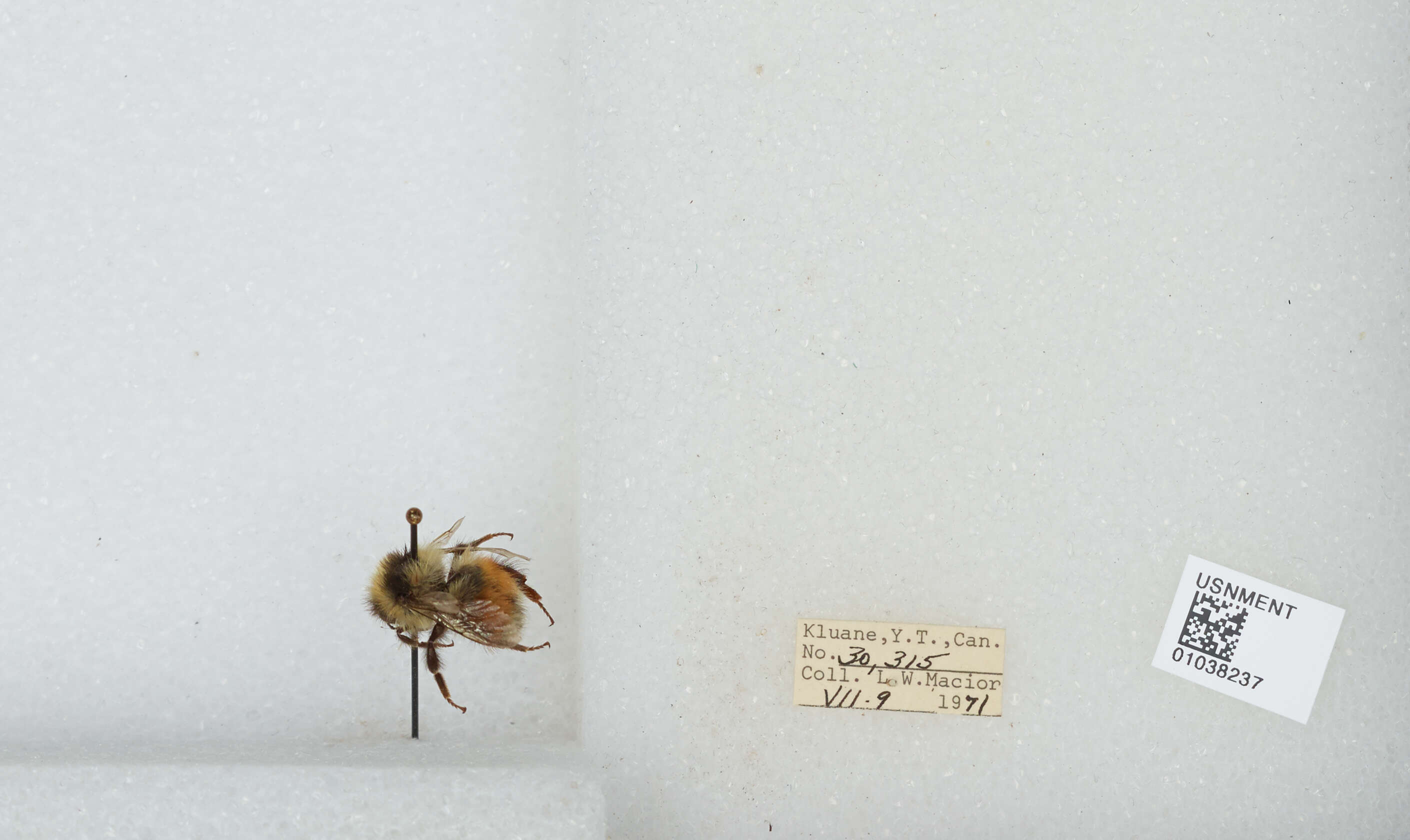 Image de Bombus sylvicola Kirby 1837