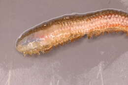 Image of Polynoidae