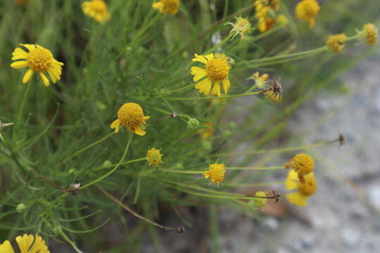 Image of Yellowdicks