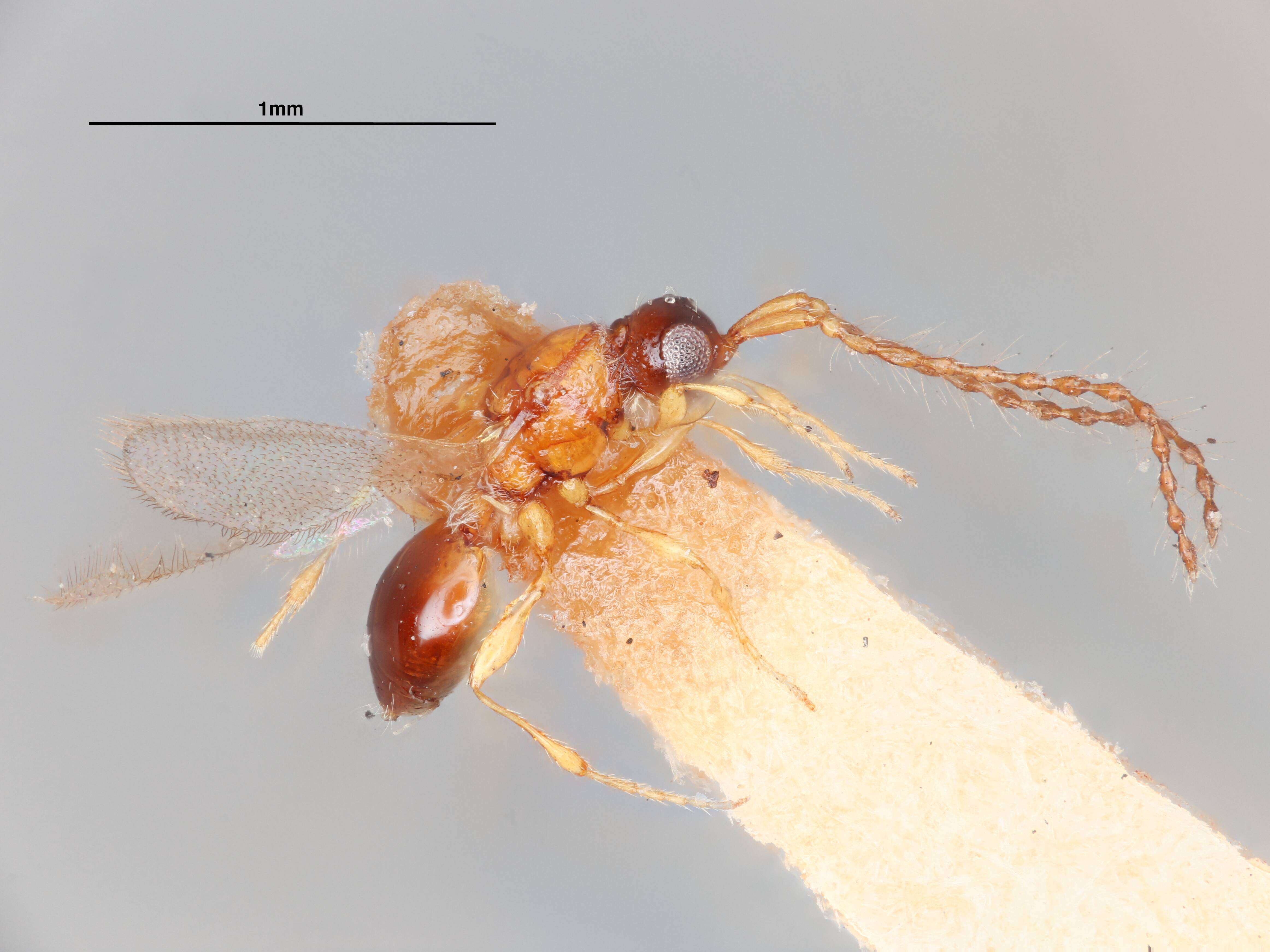 Image of Trichopria Ashmead 1893